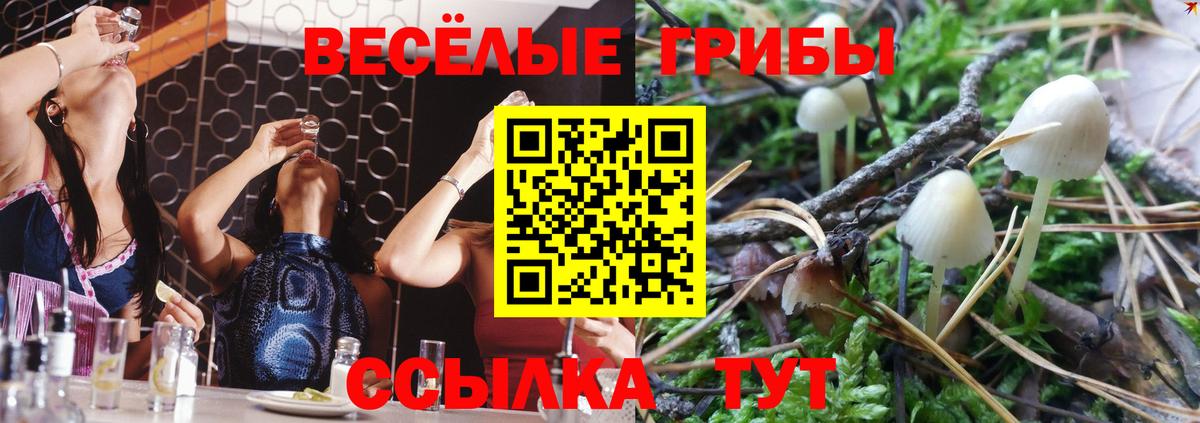 Псилоцибиновые грибы мицелий Старая Купавна